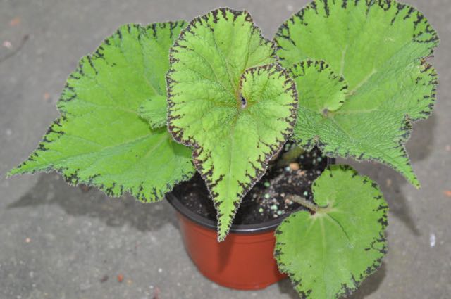 B. ‘Sugaree’